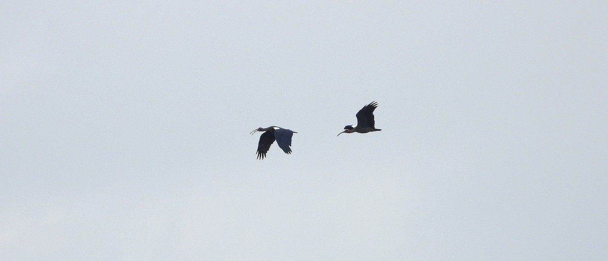Red-naped Ibis - ML646343691