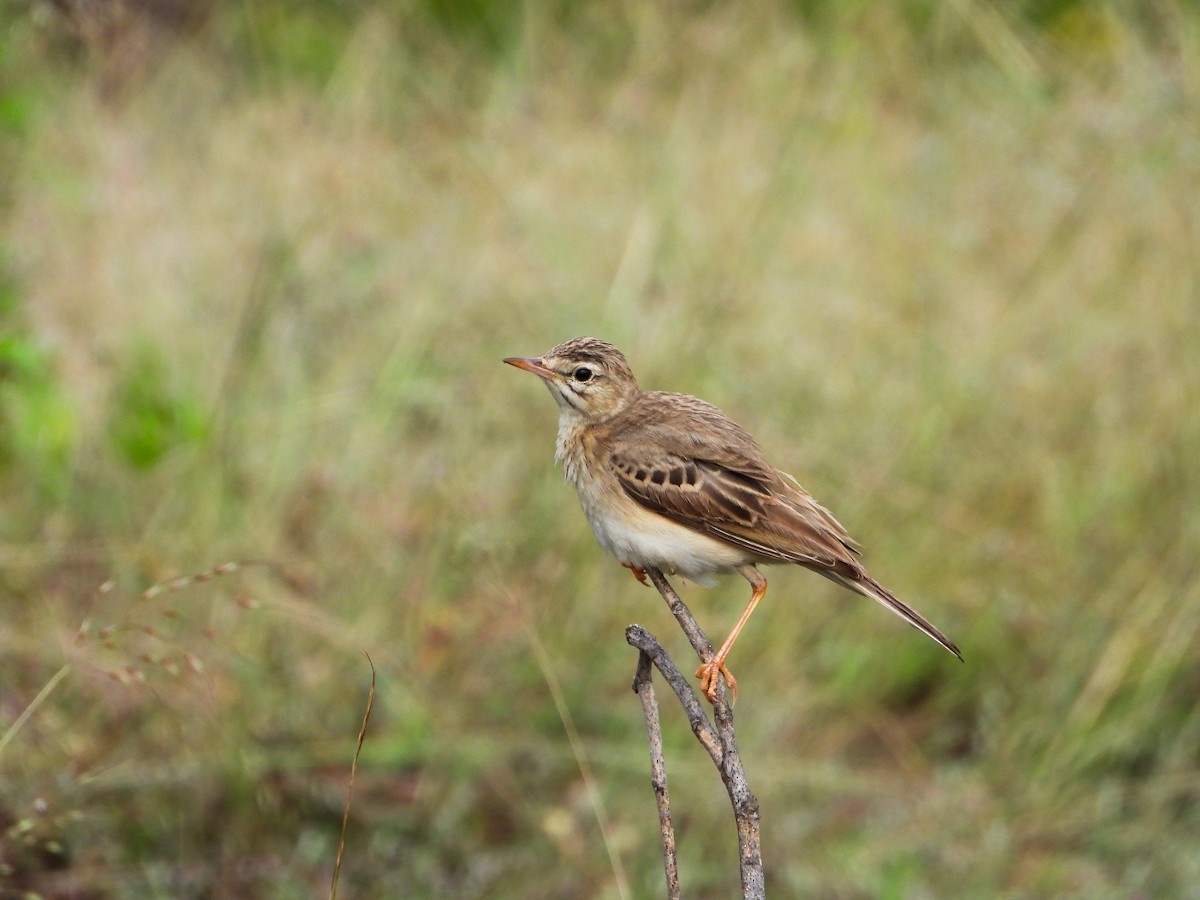 Paddyfield Pipit - ML646343693