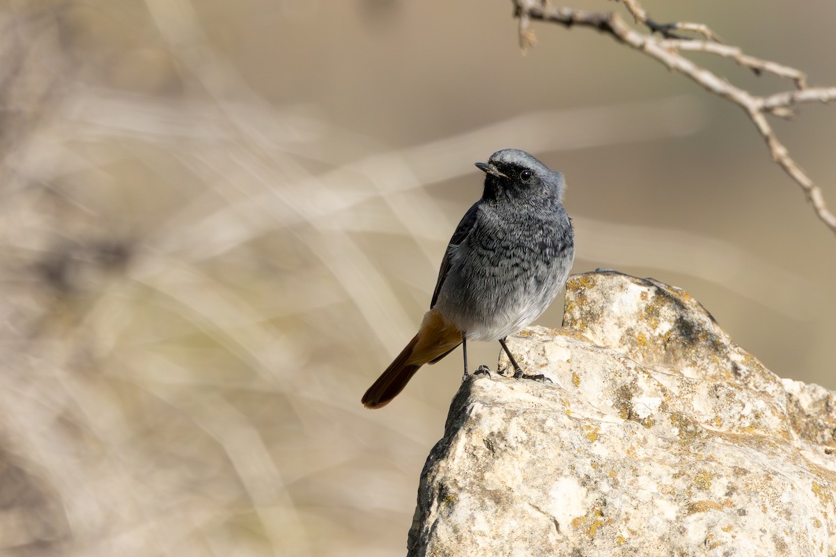 Black Redstart - ML646343705