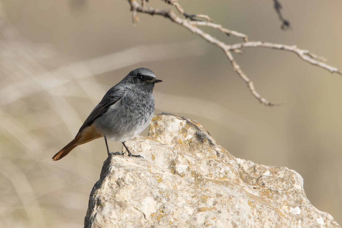 Black Redstart - ML646343706