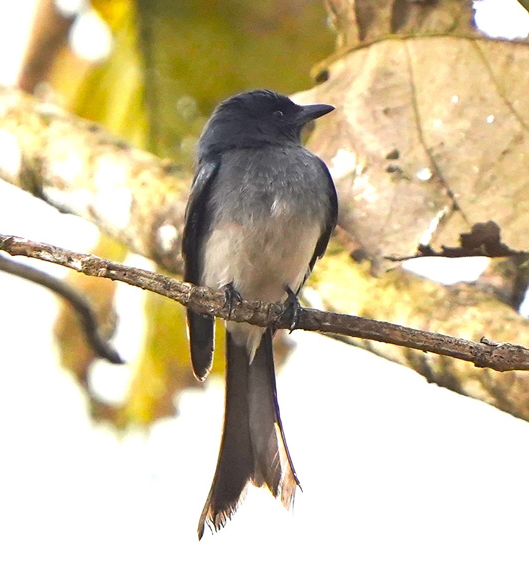 White-bellied Drongo - ML646343707