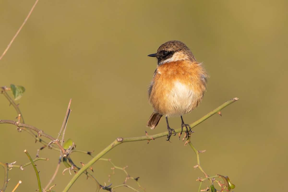 European Stonechat - ML646343708
