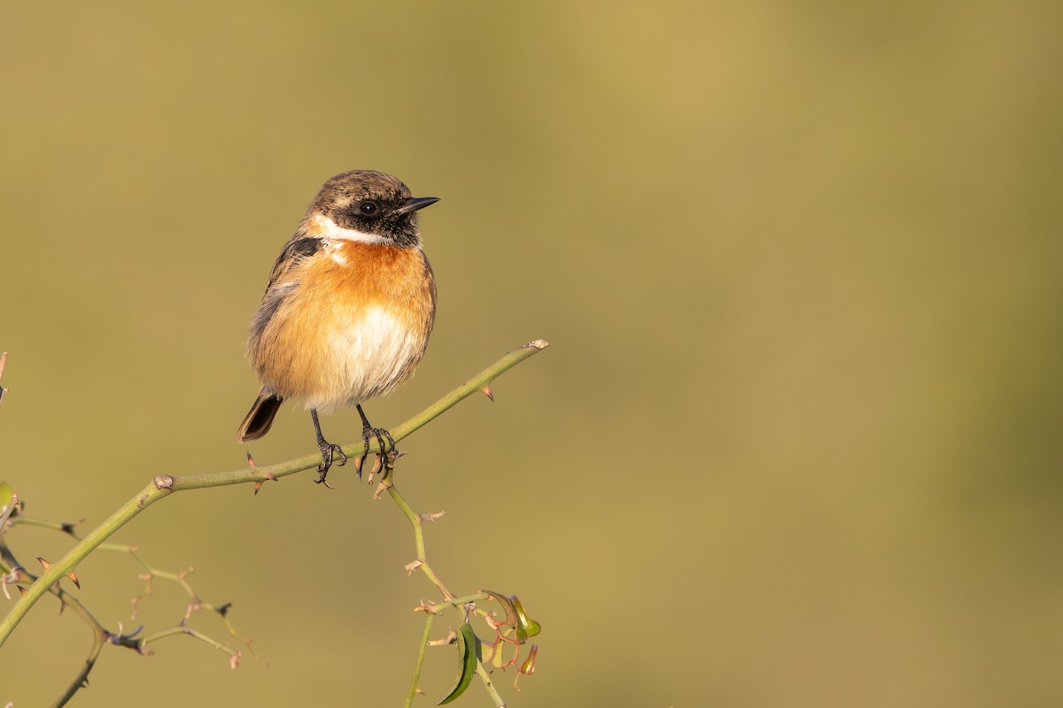 European Stonechat - ML646343709