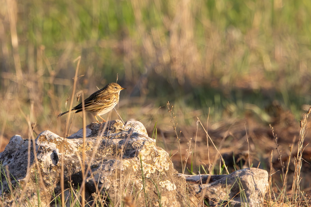 Meadow Pipit - ML646343710