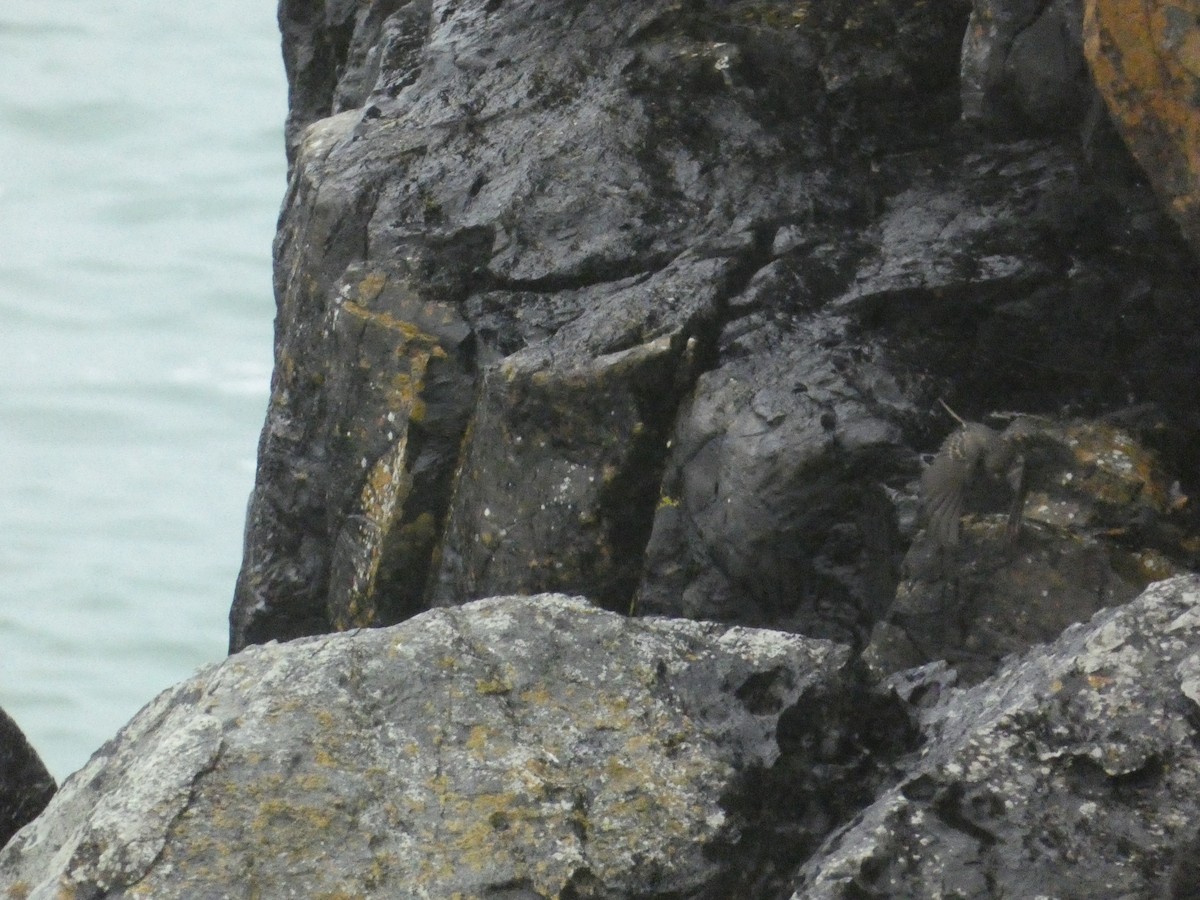 Rock Pipit - ML646343711