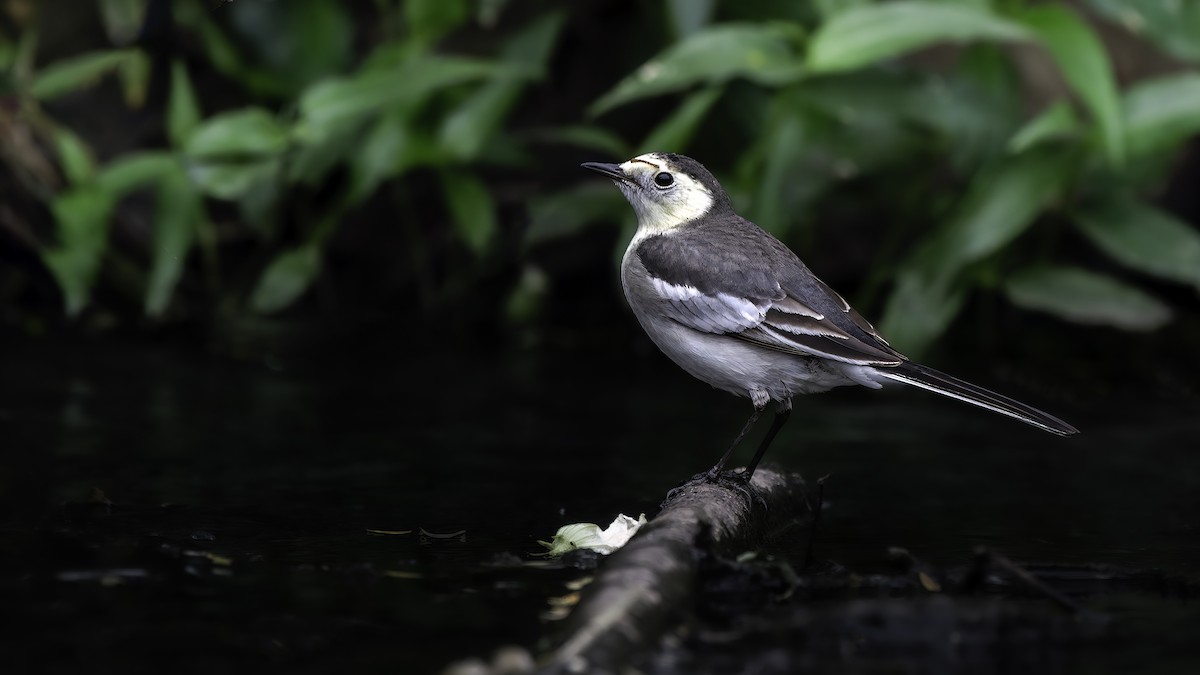 White Wagtail - ML646343712