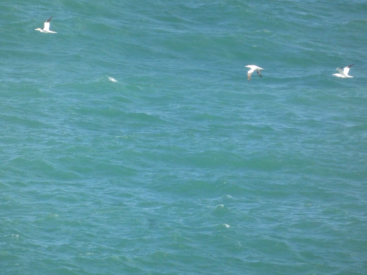 Northern Gannet - ML646343713