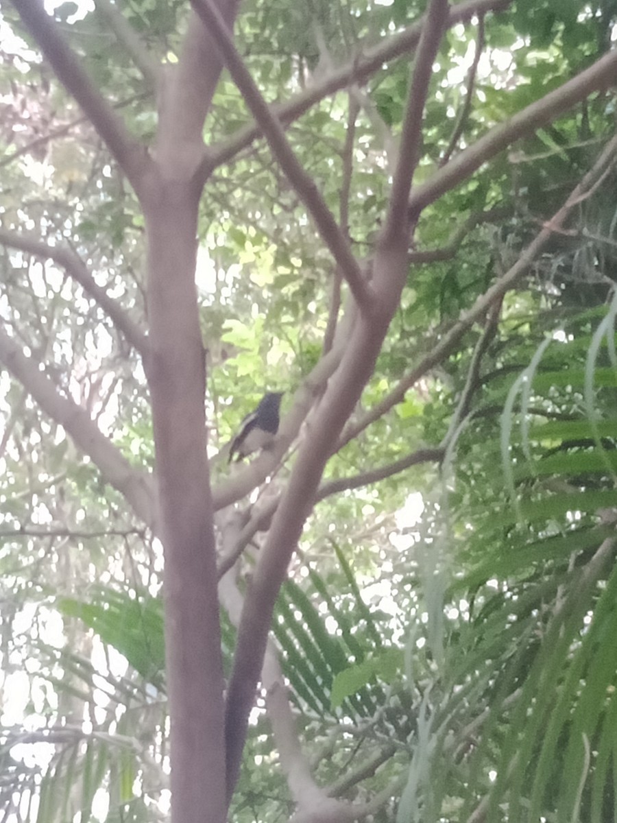 Oriental Magpie-Robin - ML646343714