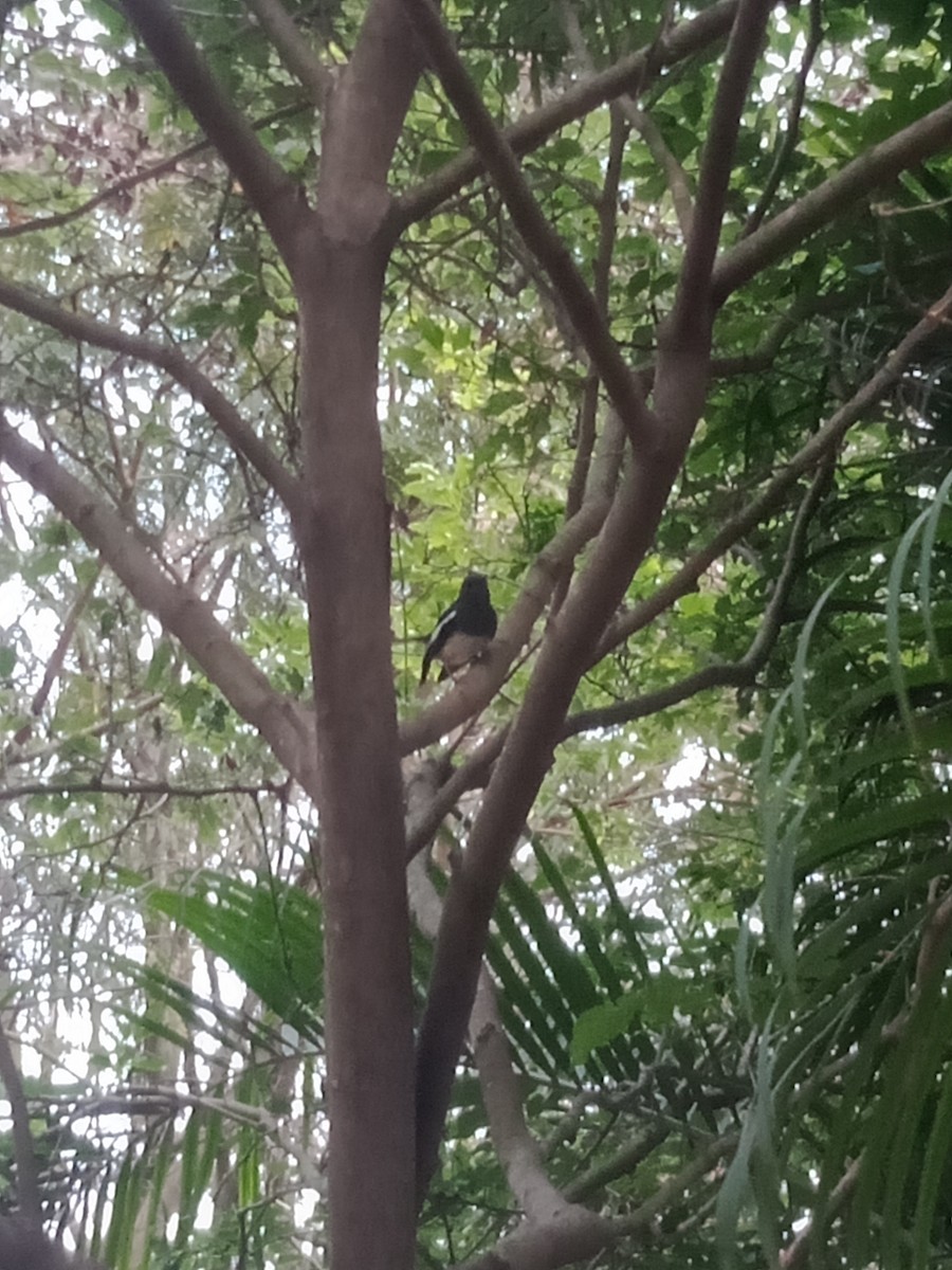 Oriental Magpie-Robin - ML646343715