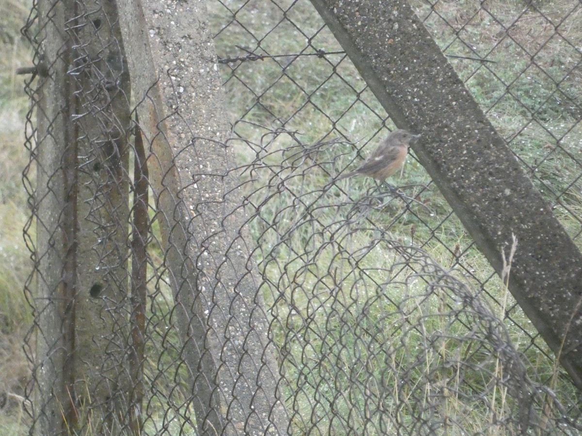 European Stonechat - ML646343716