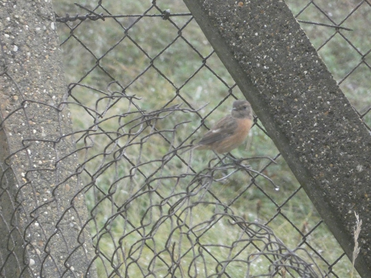 European Stonechat - ML646343718