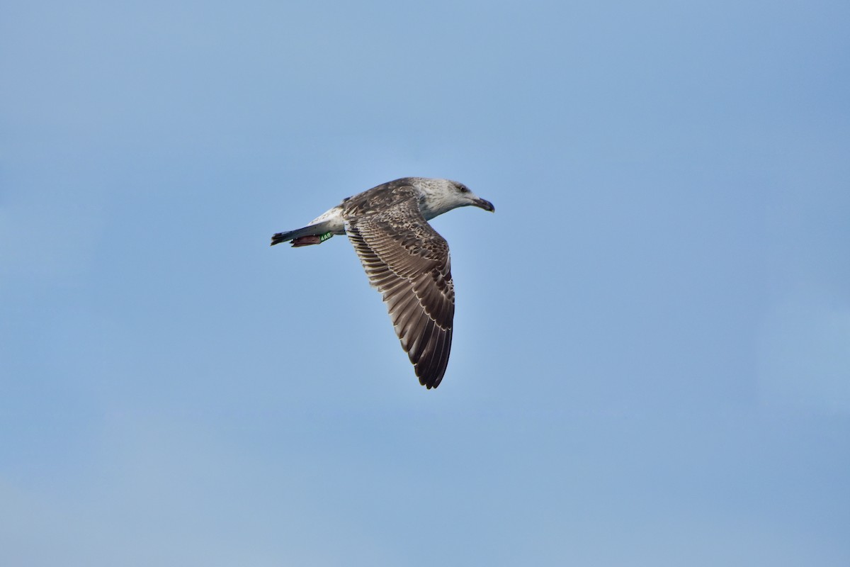 racek mořský - ML646343720