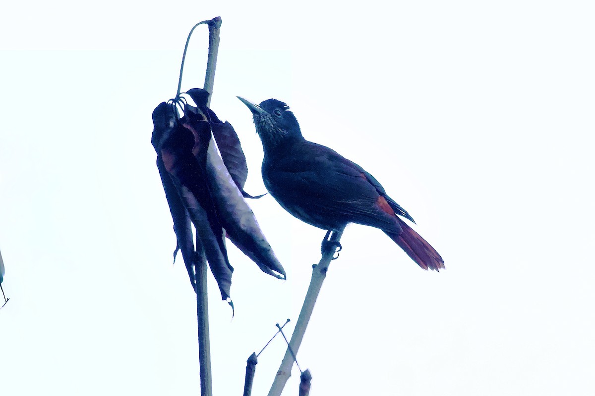 Maroon Oriole - ML646343721