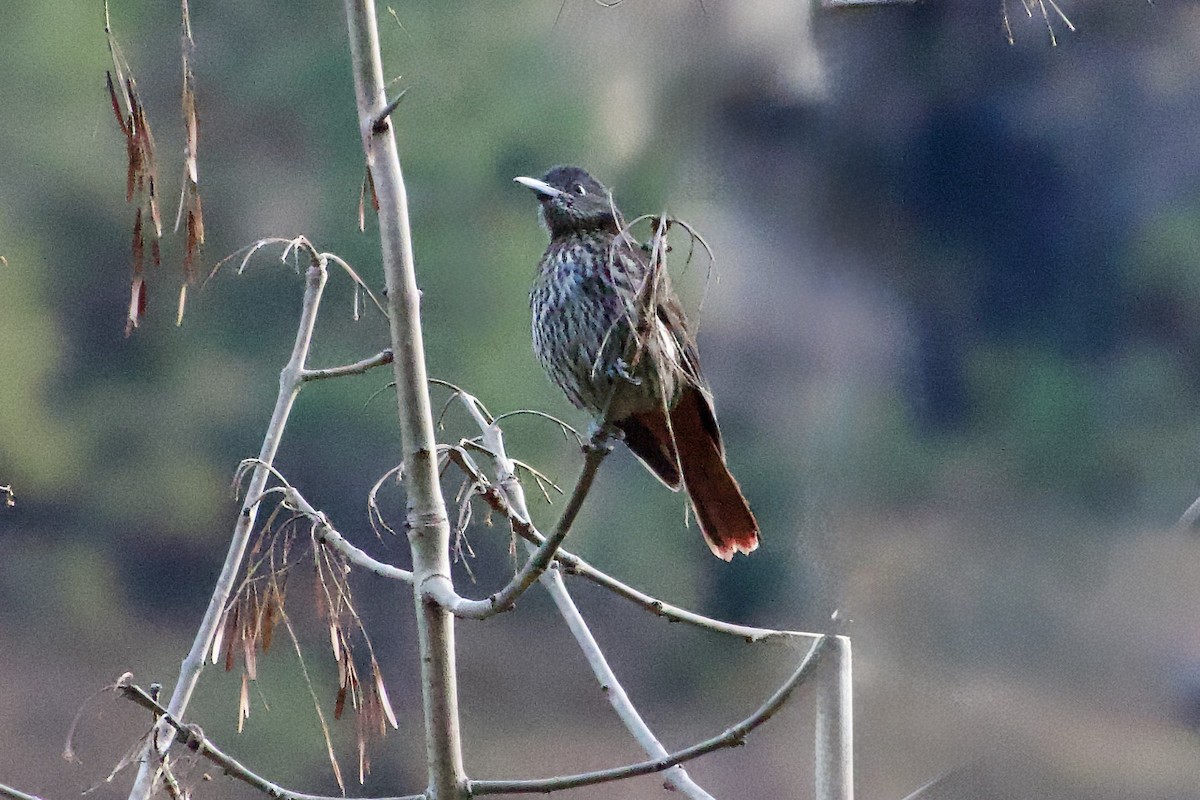 Maroon Oriole - ML646343722