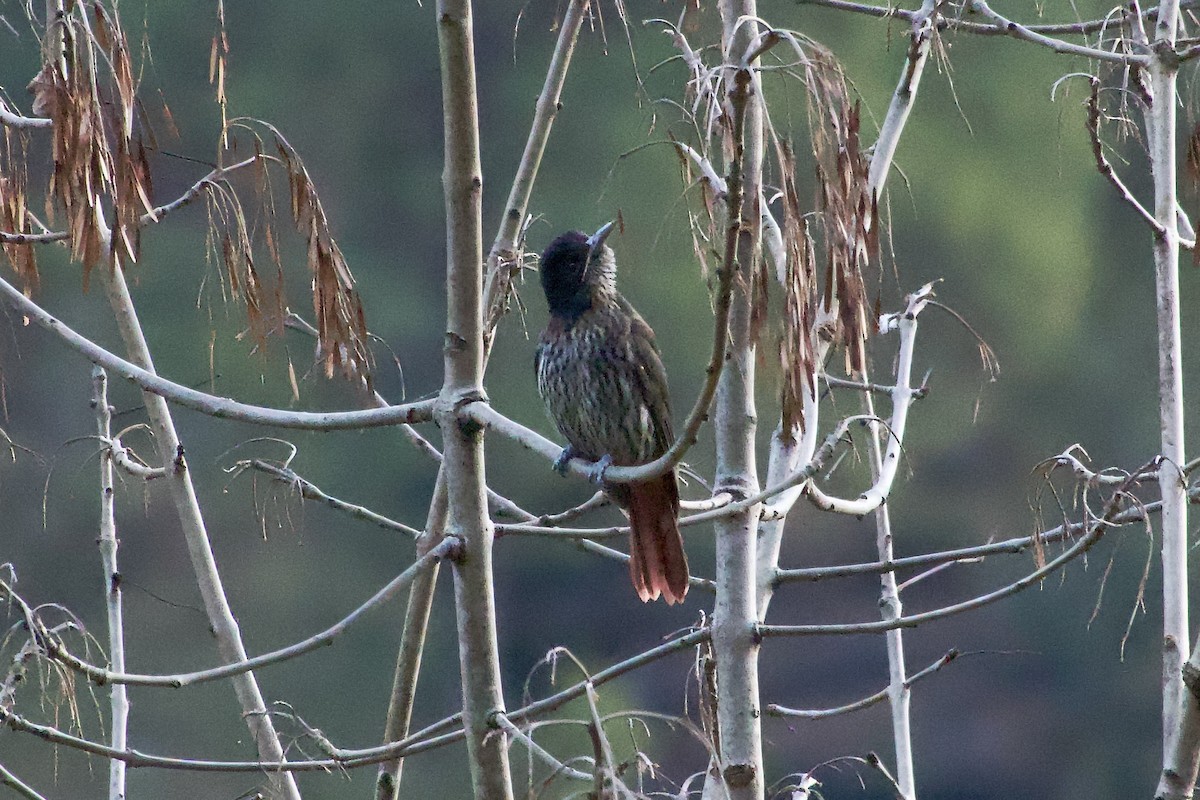 Maroon Oriole - ML646343723