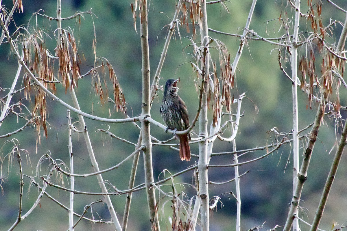 Maroon Oriole - ML646343725