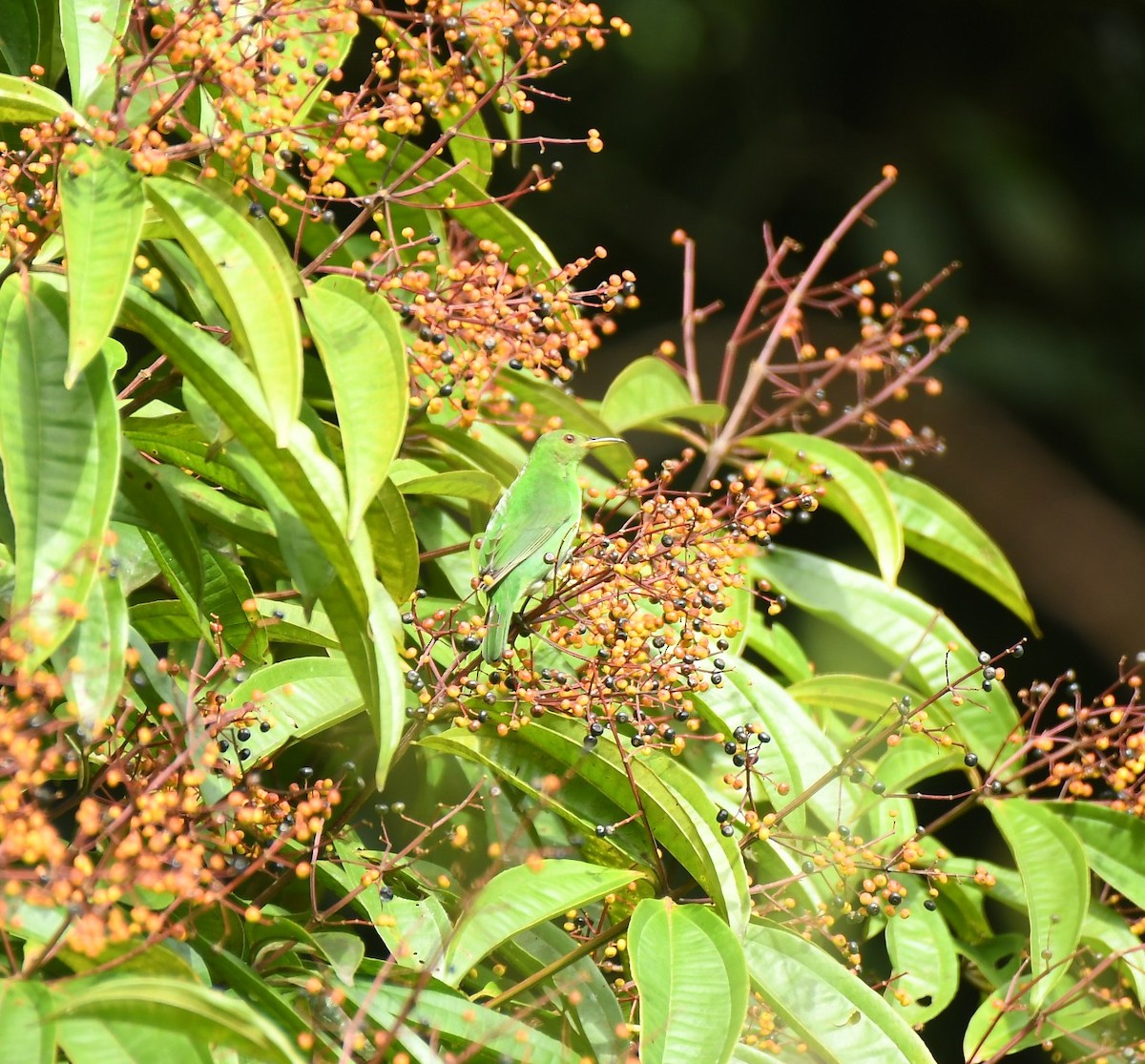 Green Honeycreeper - ML646343735