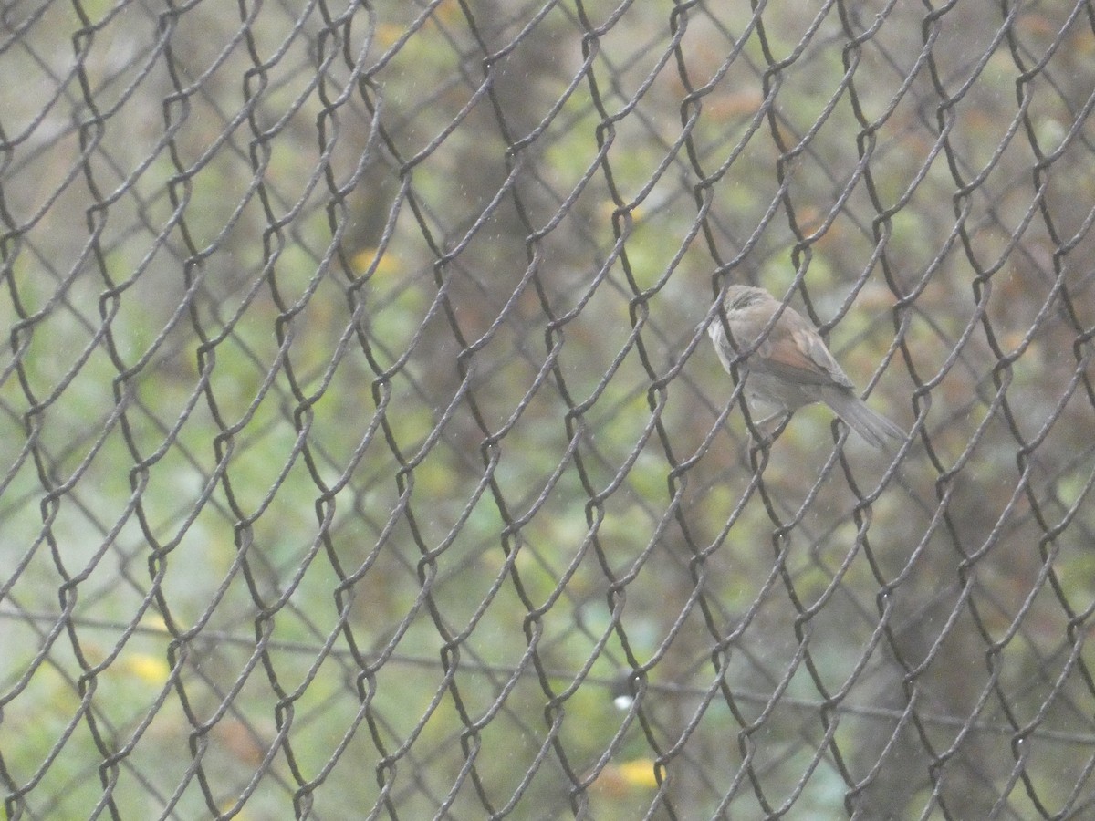 Greater Whitethroat - ML646343740