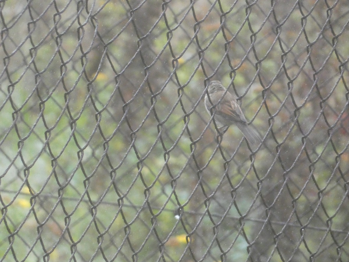 Greater Whitethroat - ML646343742