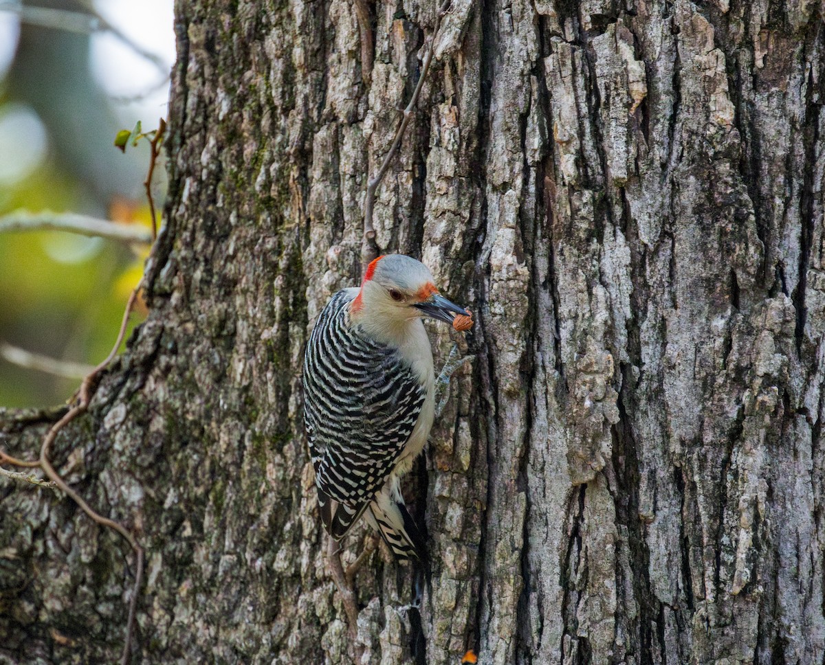 Red-bellied Woodpecker - ML646343744