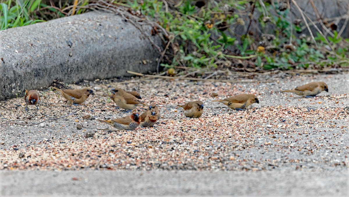 Scaly-breasted Munia - ML646343745