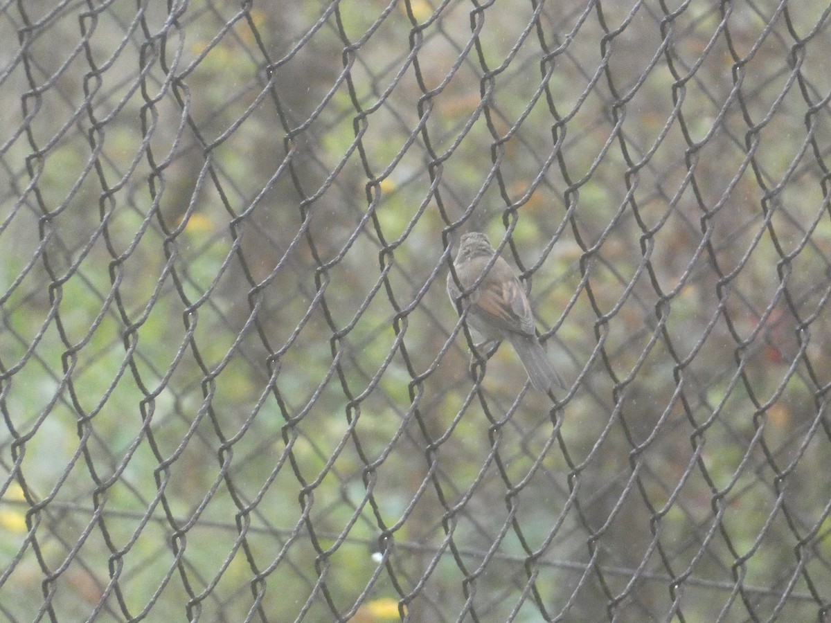 Greater Whitethroat - ML646343746