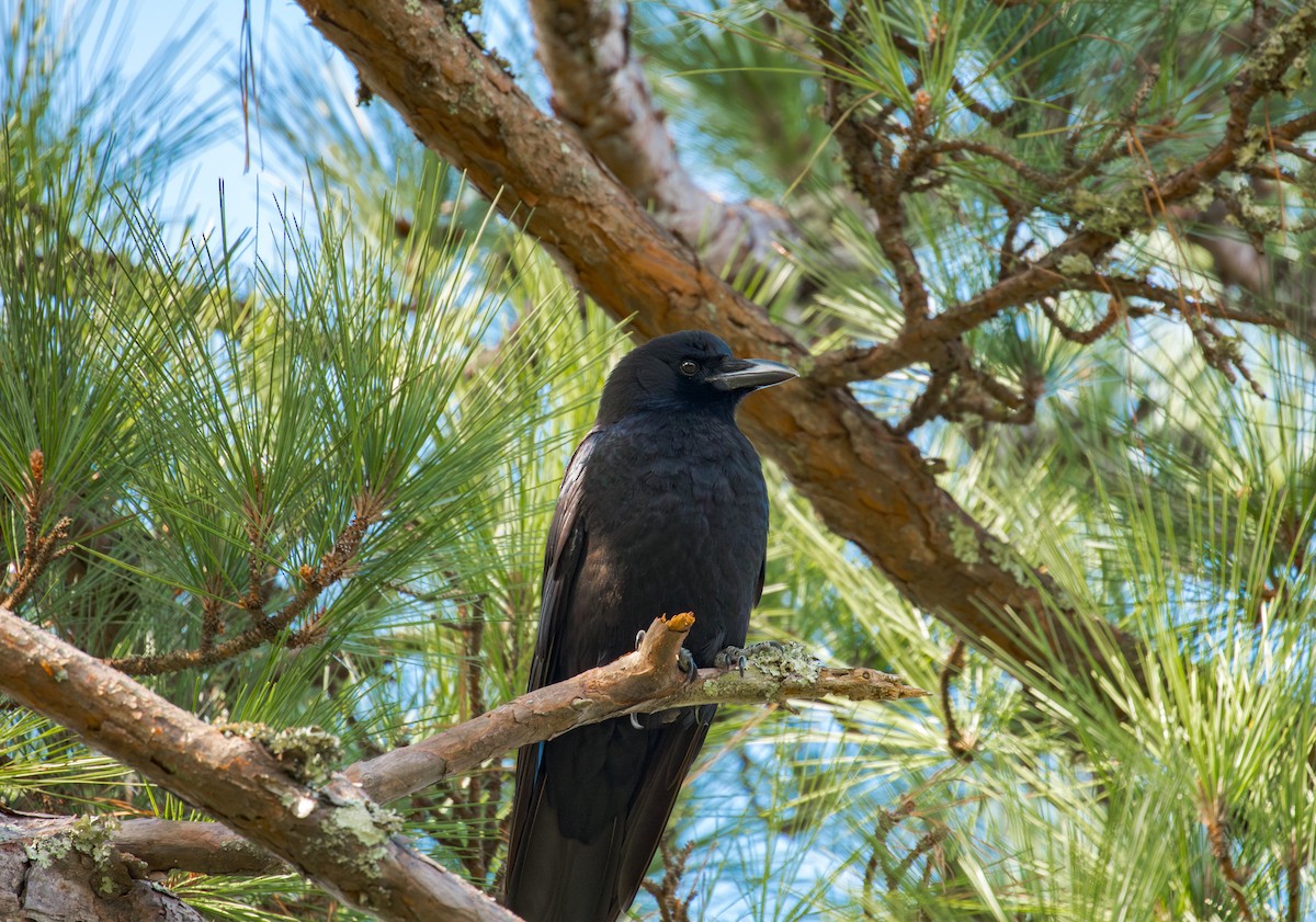 American Crow - ML646343747