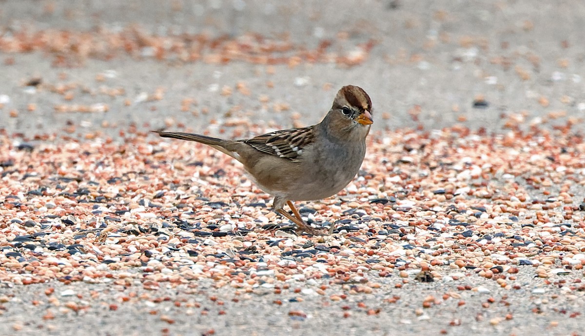 Белобровая овсянка - ML646343750