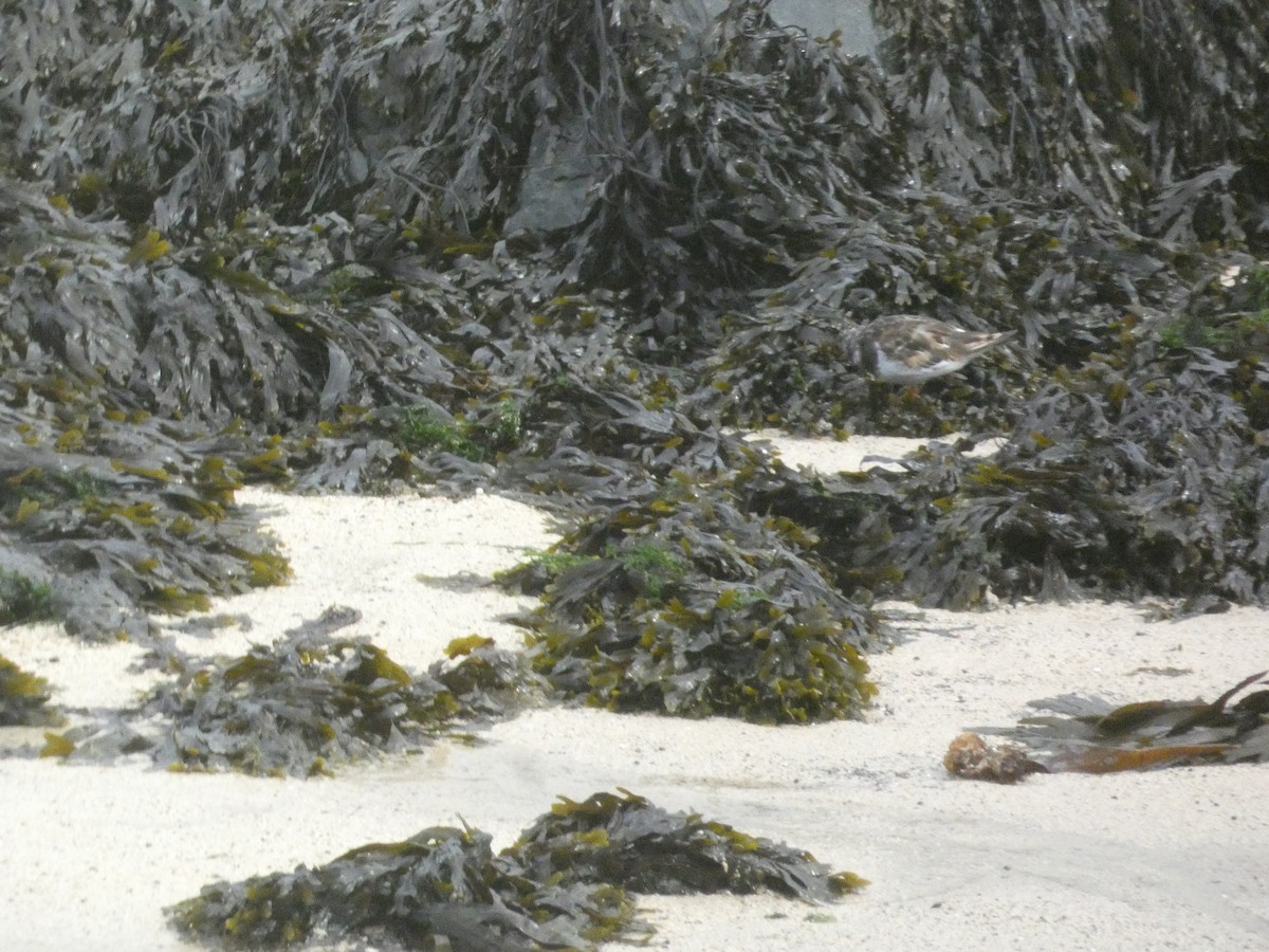 Ruddy Turnstone - ML646343757