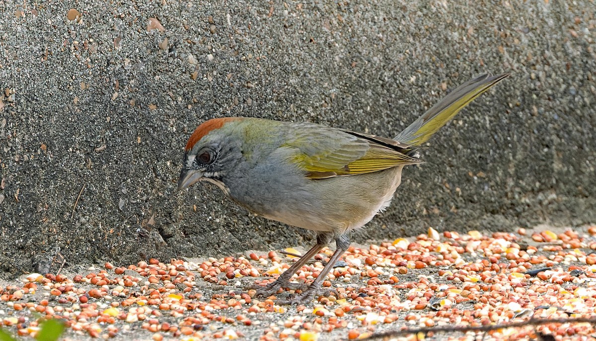 Green-tailed Towhee - ML646343758