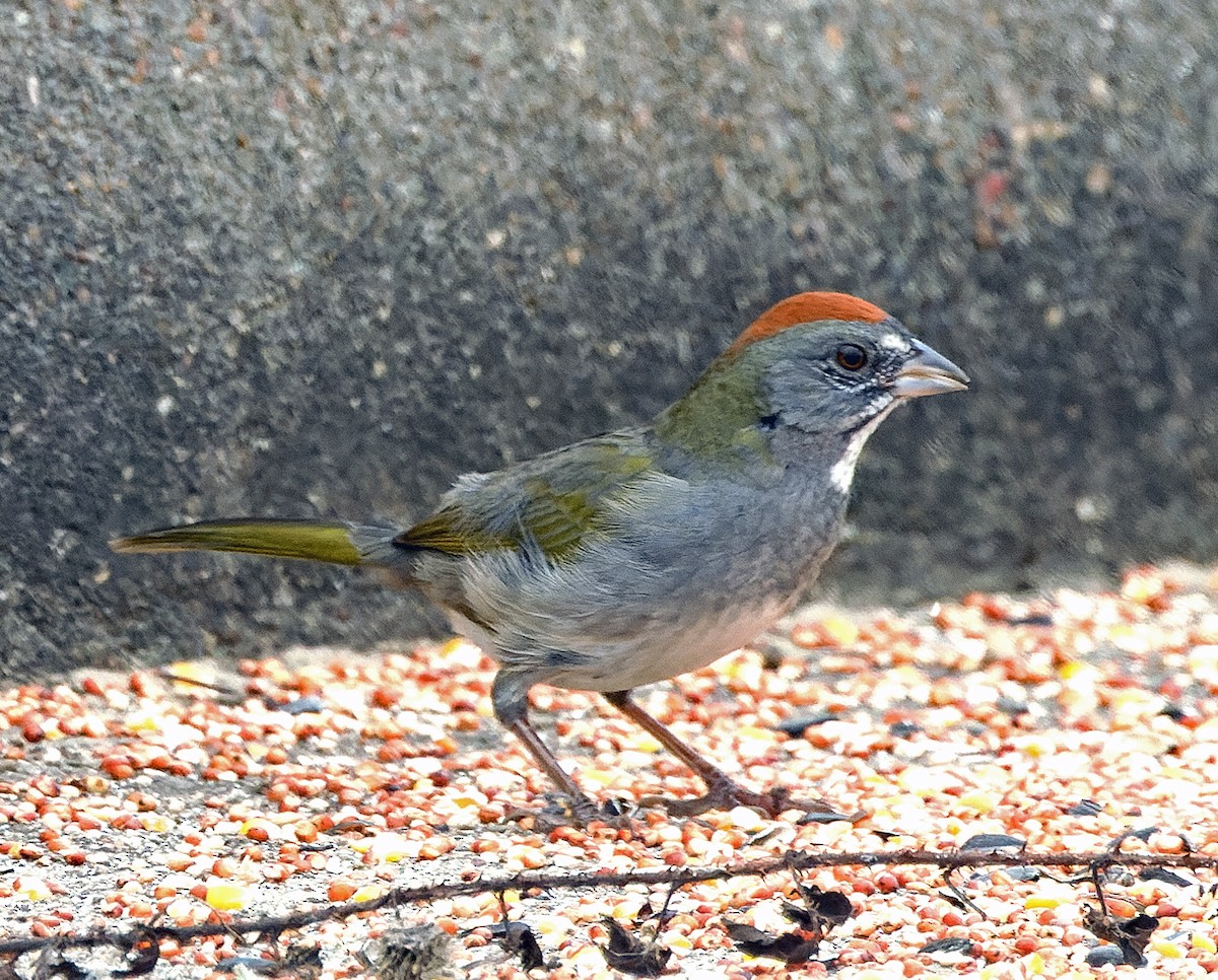 Green-tailed Towhee - ML646343759
