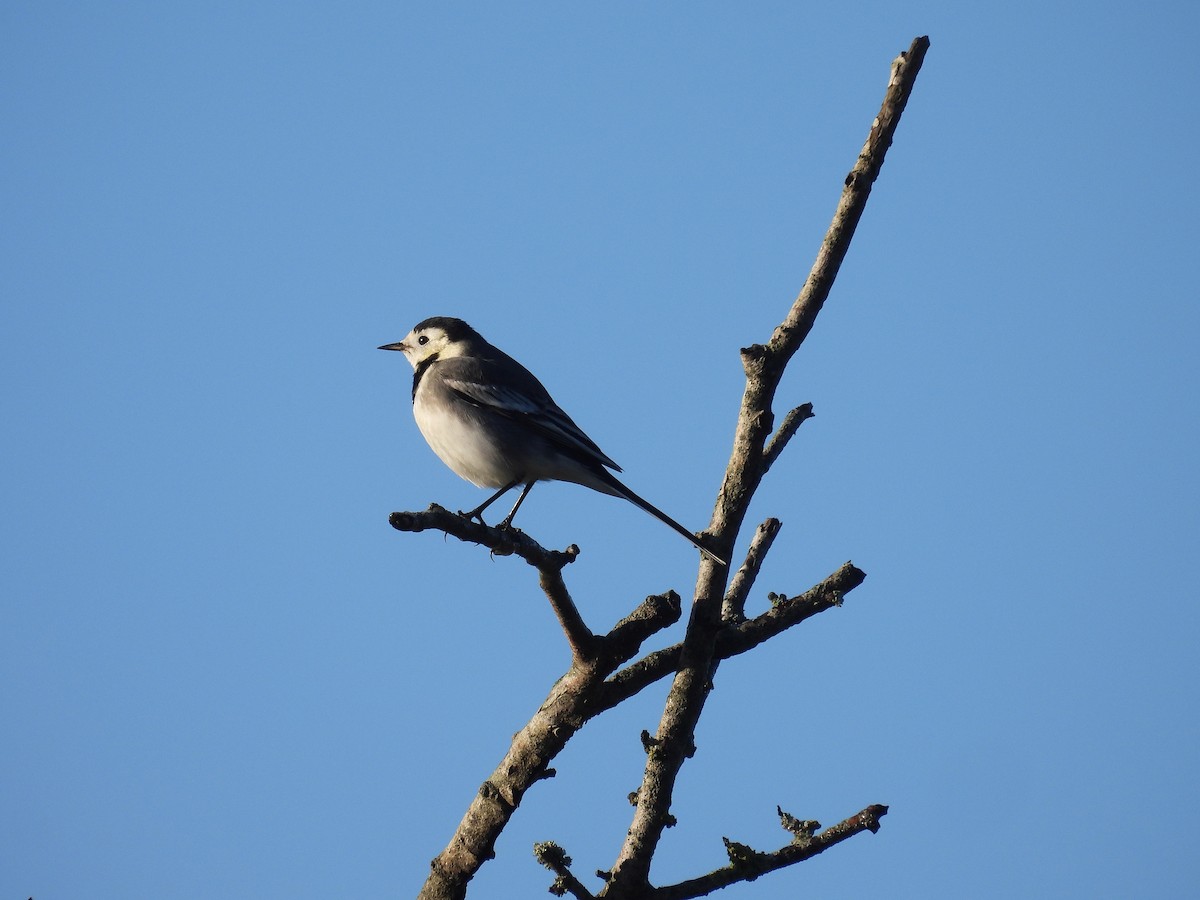 White Wagtail (British) - ML646343761