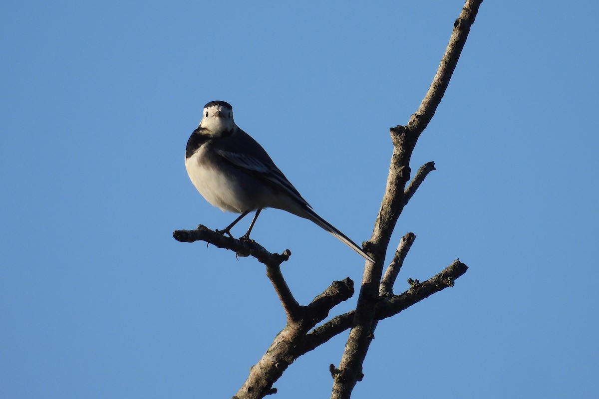 White Wagtail (British) - ML646343762
