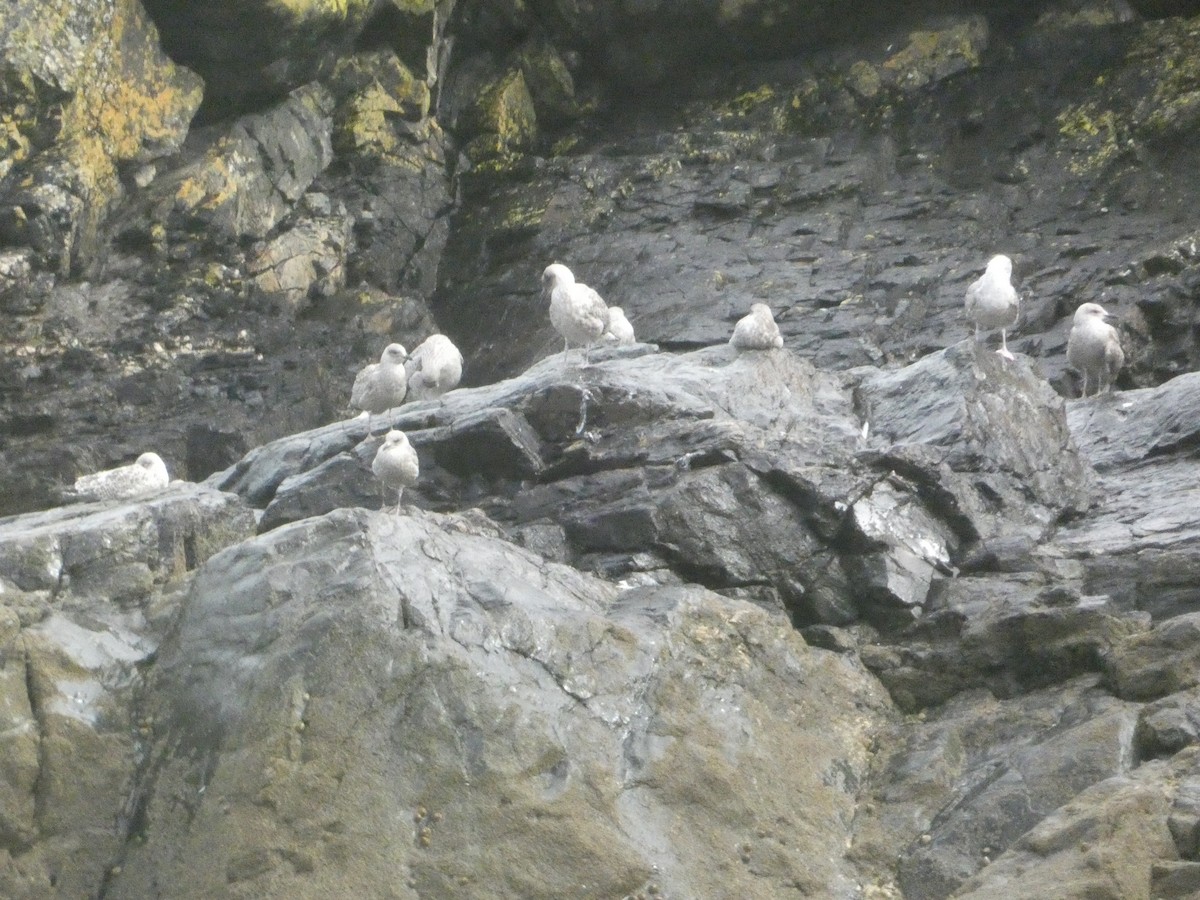 European Herring Gull - ML646343763