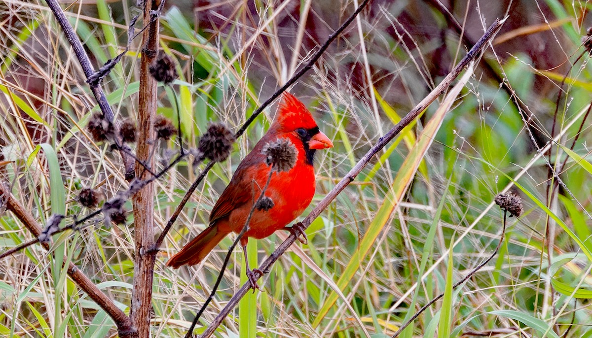 Northern Cardinal - ML646343764