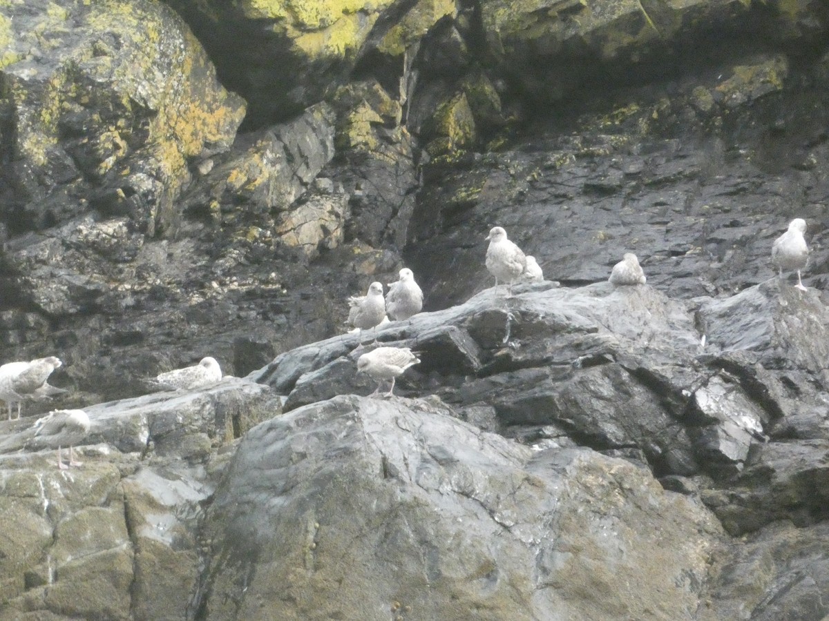 European Herring Gull - ML646343765