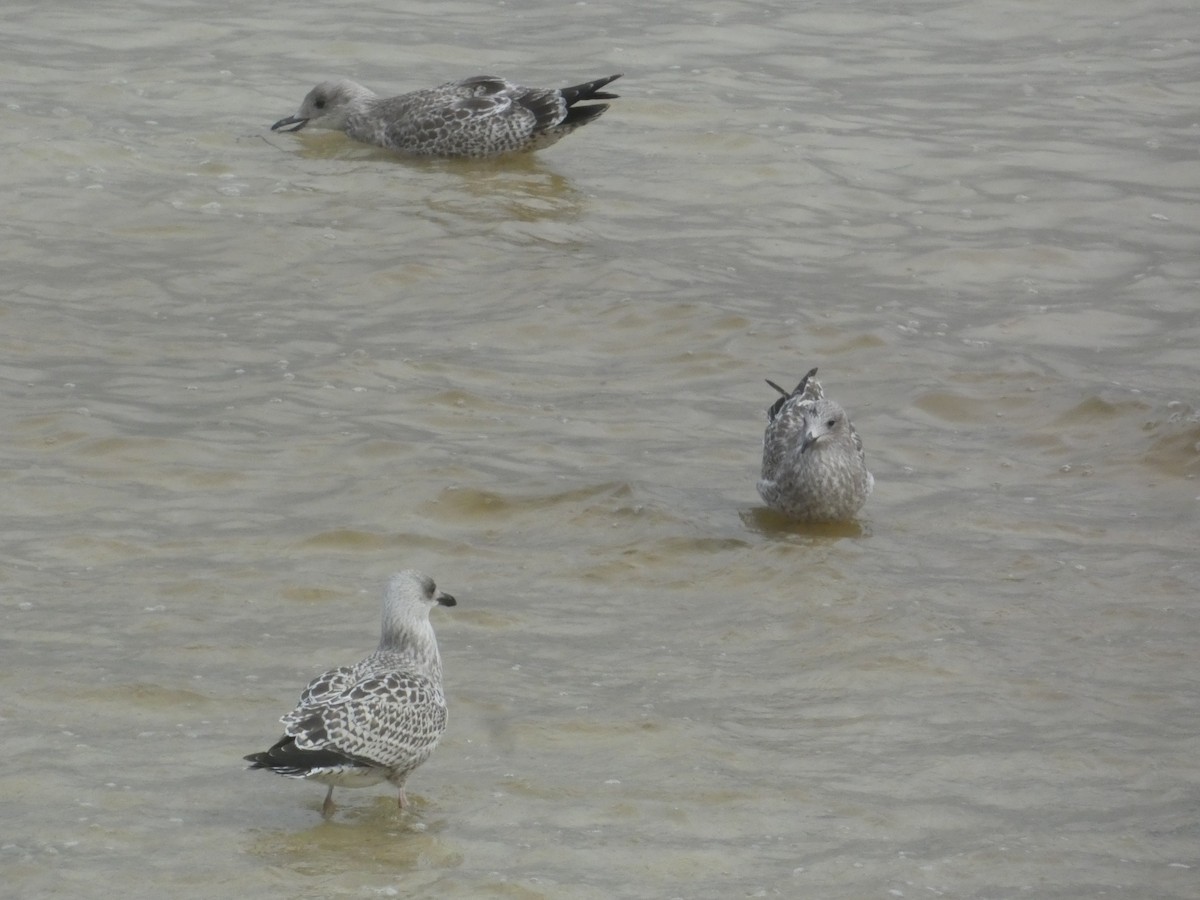 European Herring Gull - ML646343766