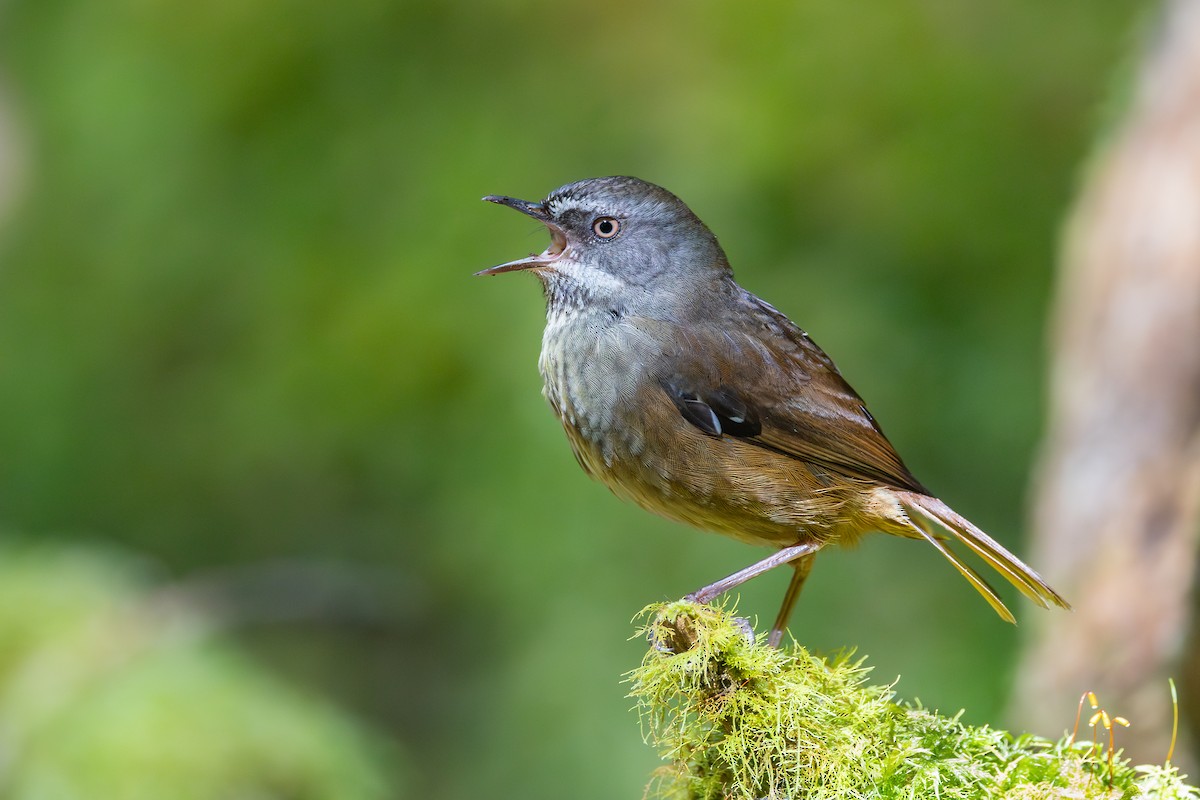 Tasmanian Scrubwren - ML646343767