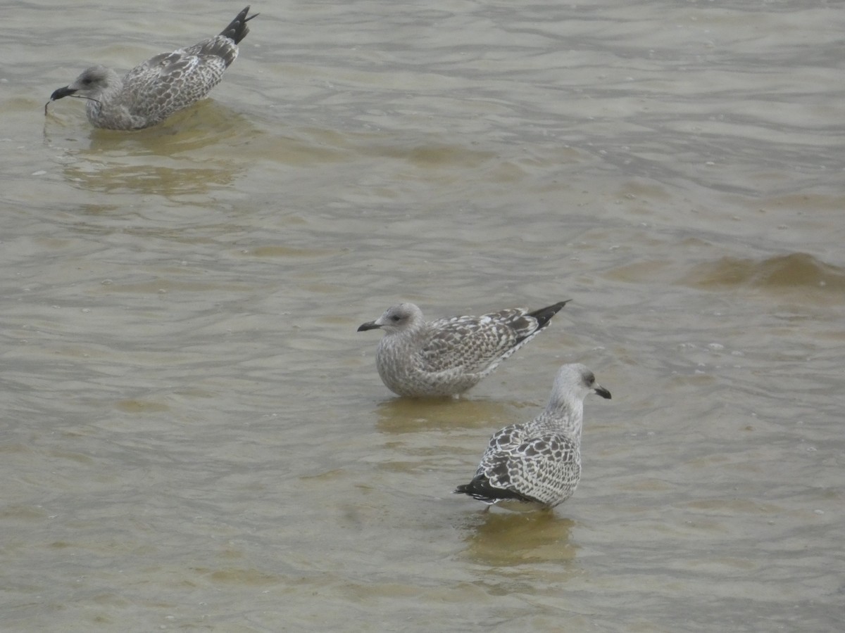 European Herring Gull - ML646343768