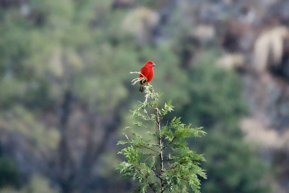 hýl šarlatový - ML646343771