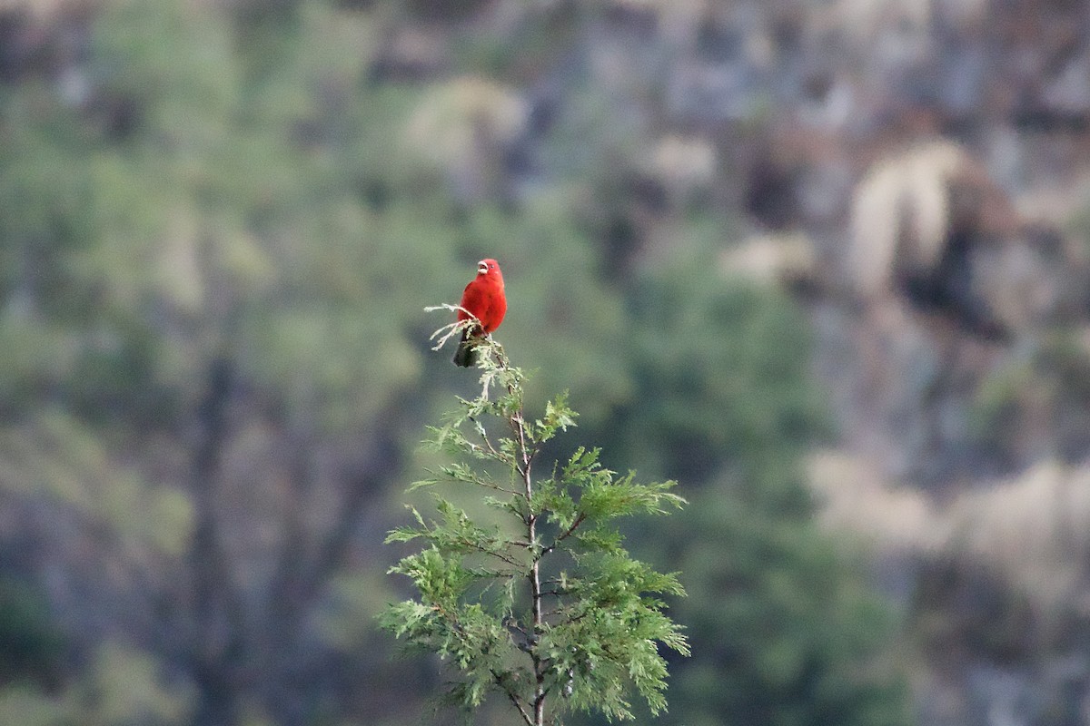 hýl šarlatový - ML646343773