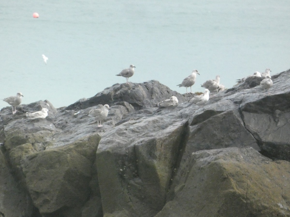 European Herring Gull - ML646343777