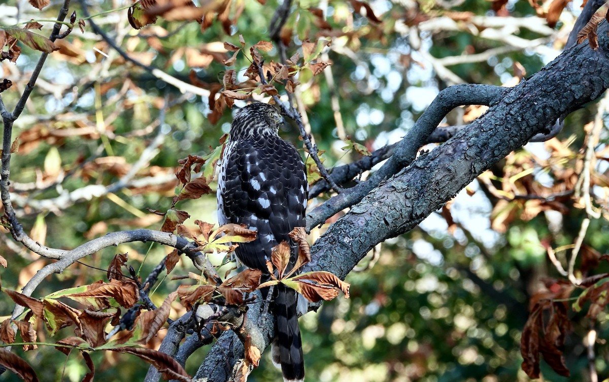 Cooper's Hawk - ML646343779