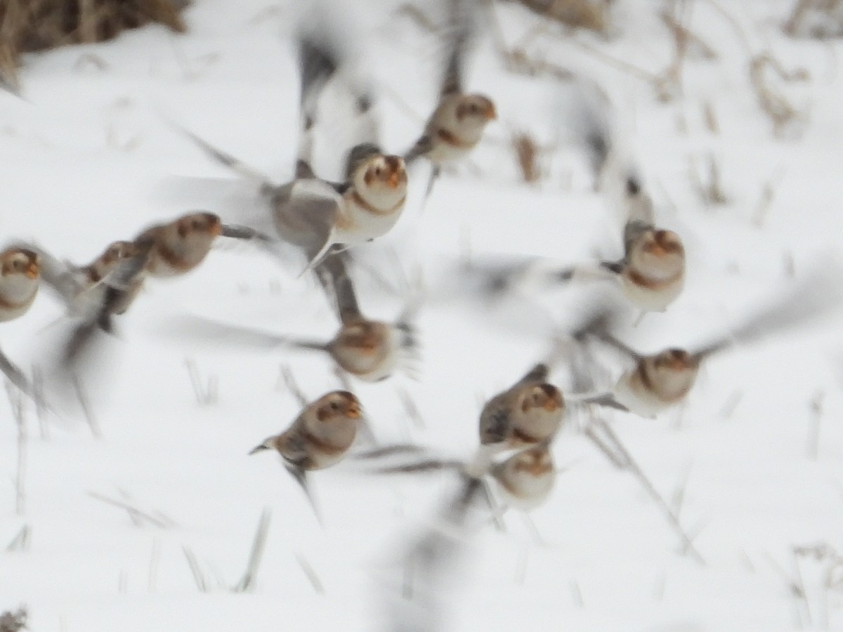 Snow Bunting - ML646343780