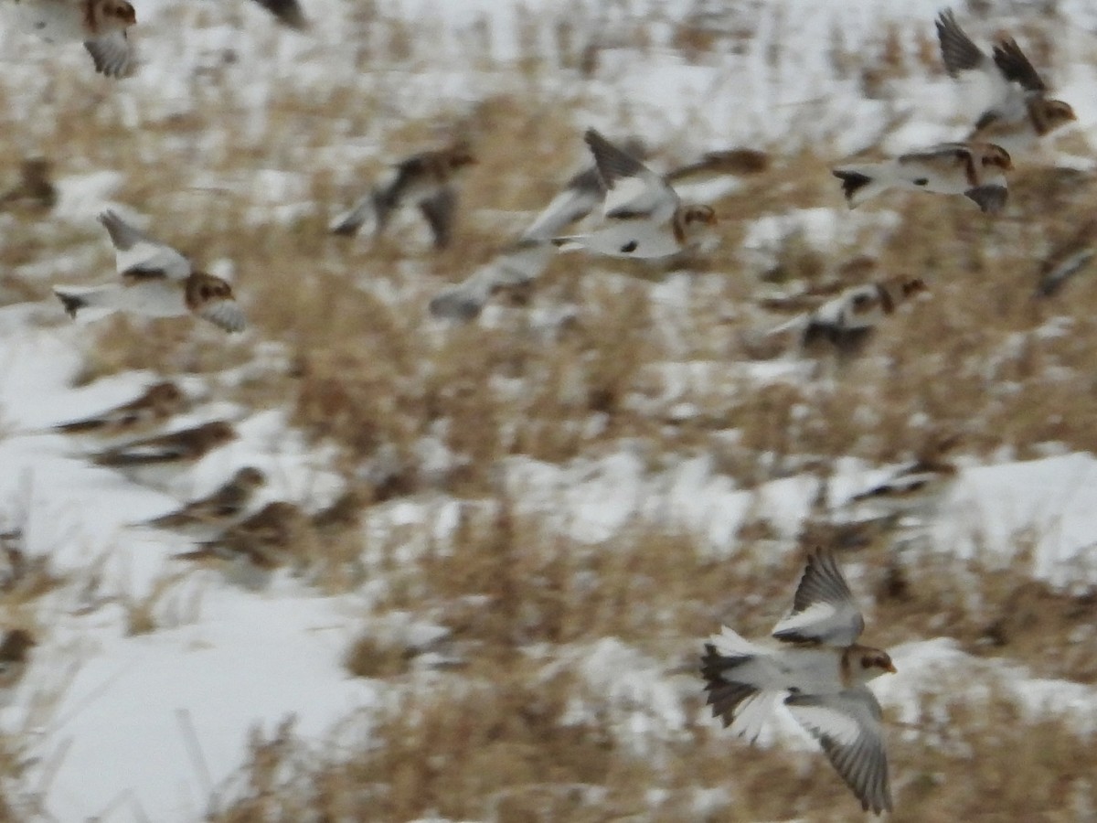 Snow Bunting - ML646343781