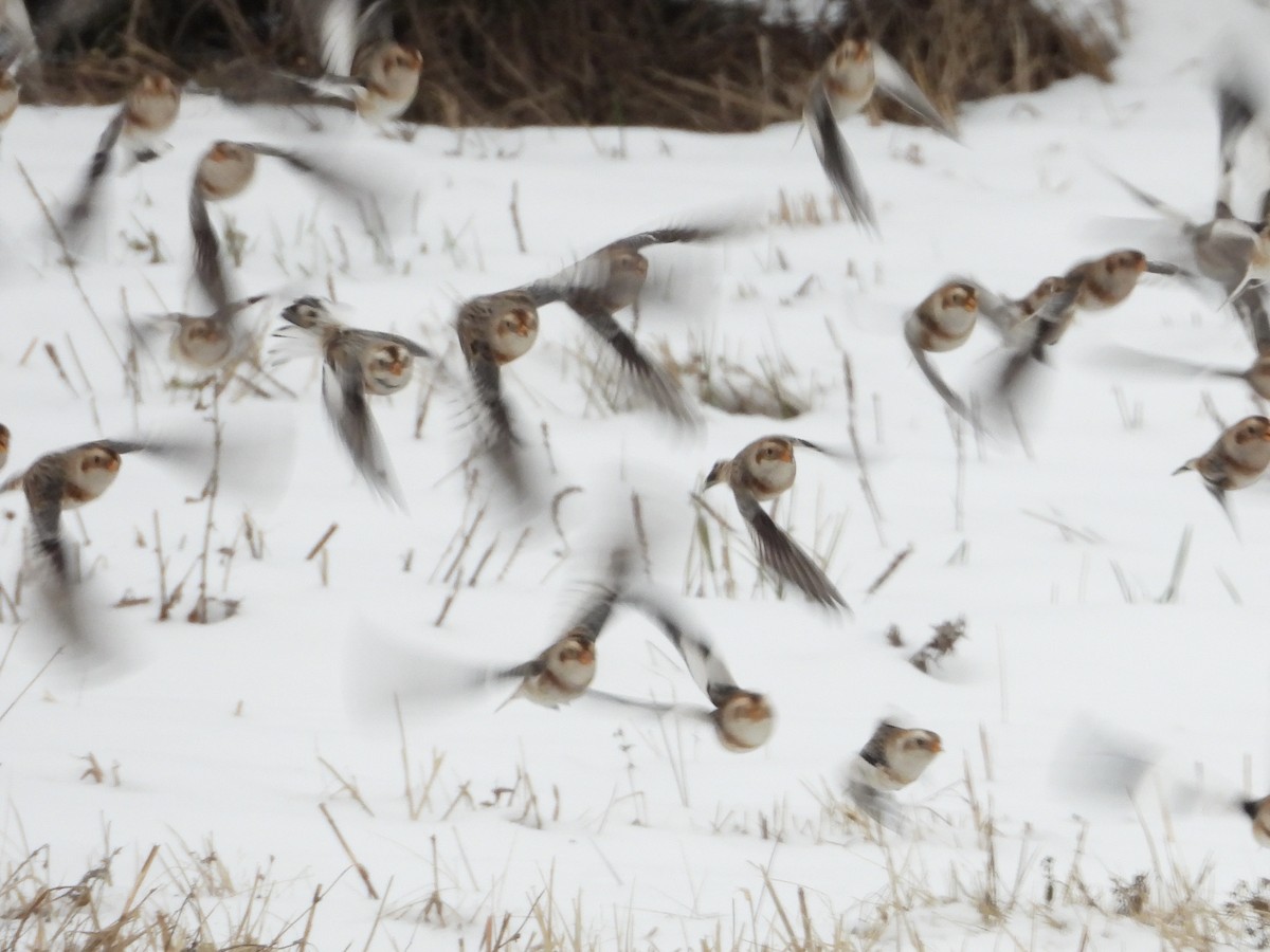 Snow Bunting - ML646343782