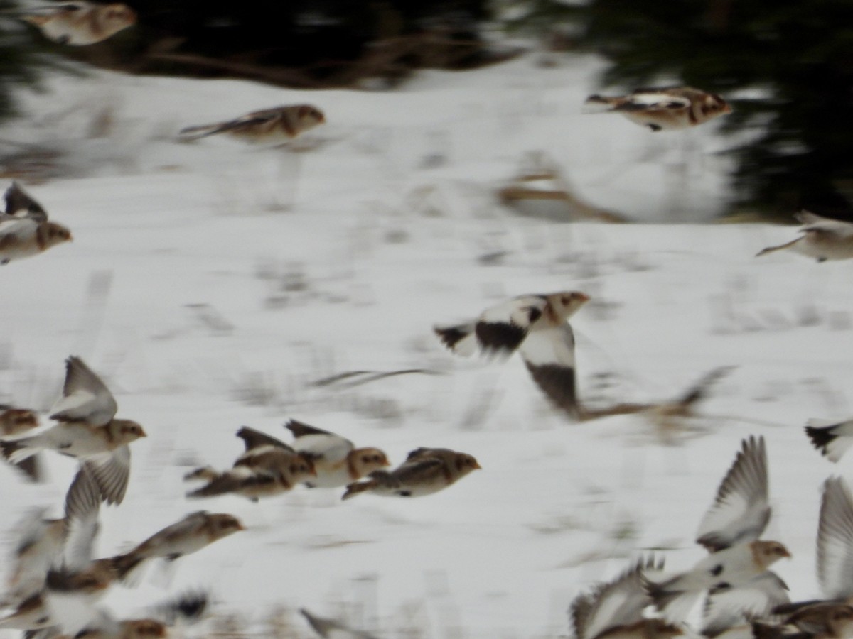 Snow Bunting - ML646343783