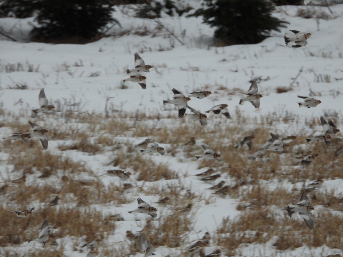 Snow Bunting - ML646343784