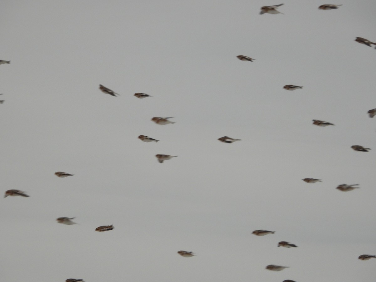 Snow Bunting - ML646343785
