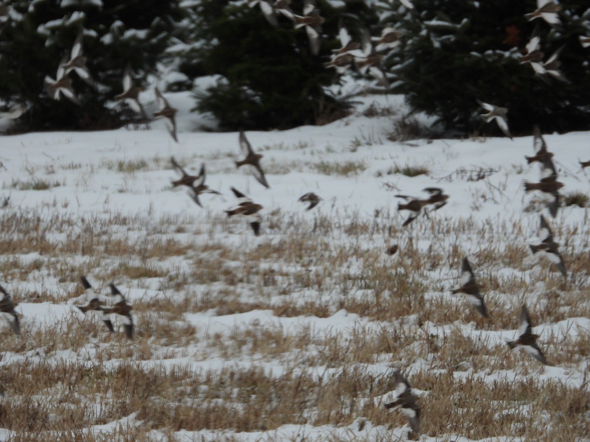 Snow Bunting - ML646343786